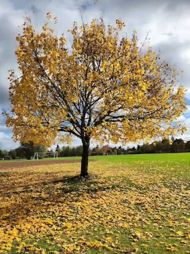 Ascot Park Eugene Garden