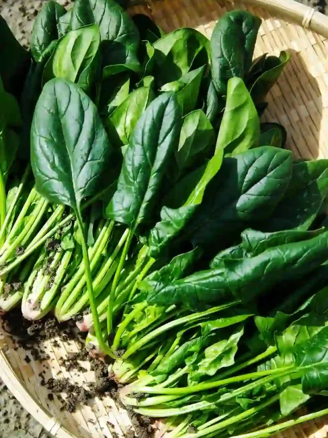 Top 10 Rich Iron Food for Vegetarian